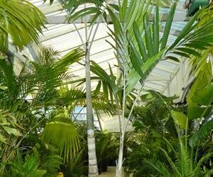 VEITCHIA ARECINA EXOTIC MEDIUM TO TALL PINNATE SUN PALM