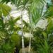 VEITCHIA ARECINA EXOTIC MEDIUM TO TALL PINNATE SUN PALM