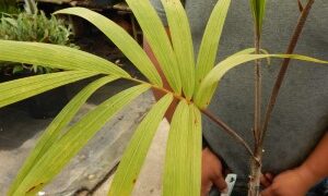 VEITCHIA WININ NATIVE ONLY TO VANUATU