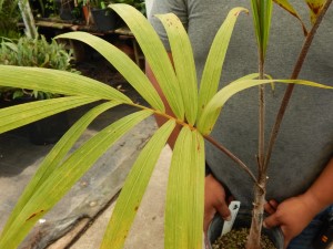 VEITCHIA WININ NATIVE ONLY TO VANUATU
