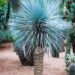 YUCCA ROSTRATA SAPHIRE BLUE SUCCULENT WITH AMAZING COLD HARDINESS