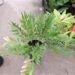 ZAMIA AMBLYPHYLLIDIA DWARF GREEN CYCAD