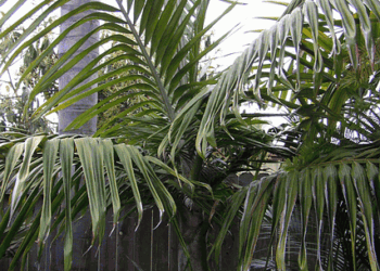 BURRETIOKENTIA KOGHIENSIS RARE NEW CALEDONIAN PALM