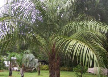 MULE PALM BUTIA X SYAGRUS (QUEEN PALM)