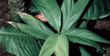 CHAMAEDOREA GEONOMIFORMS VERY “CUTE” AND PETITE UNDERSTORY SHADE PALM