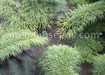 CYCAS DEBAOENSIS SUPER RARE, MULTIPINNATE, SMALLER MATURE CAUDEX, LONG LEAVES
