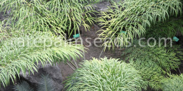 CYCAS DEBAOENSIS SUPER RARE, MULTIPINNATE, SMALLER MATURE CAUDEX, LONG LEAVES