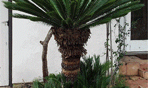 CYCAD HYBRID – CYCAS REVOLUTA X DEBAOENSIS INTERESTING AND FAIRLY COLD HARDY HYBRID