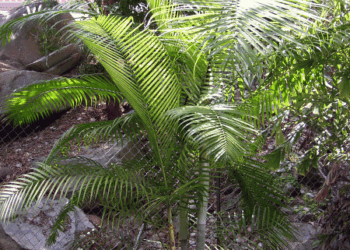 DYPSIS BARONII IDEAL RARE SUCKERING MADAGASCAR PALM