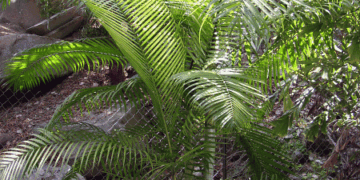 DYPSIS BARONII IDEAL RARE SUCKERING MADAGASCAR PALM