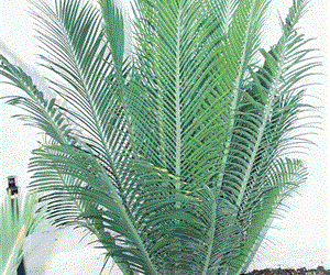 ENCEPHALARTOS CERINUS DWARF SOUTH AFRICAN SPECIES