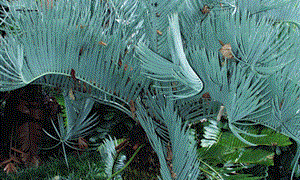 ENCEPHALARTOS EUGENE-MARAISII BLUE SOUTH AFRICAN CYCAD FROM THE TRANSVAAL AREA