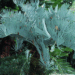 ENCEPHALARTOS EUGENE-MARAISII BLUE SOUTH AFRICAN CYCAD FROM THE TRANSVAAL AREA