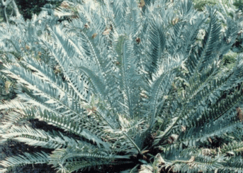 SUPER UNUSUAL ENCEPHALARTOS HYBRID F2 HYBRID WITH E. WOODII POLLEN