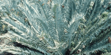 SUPER UNUSUAL ENCEPHALARTOS HYBRID F2 HYBRID WITH E. WOODII POLLEN