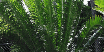 ENCEPHALARTOS WHITE LOCKII LARGER CENTRAL AFRICAN CYCAD