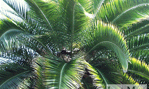 PHOENIX RUPICOLA THE CLIFF DATE PALM