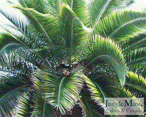 PHOENIX RUPICOLA THE CLIFF DATE PALM