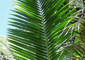 PRESTOEA MONTANA AKA PRESTOEA ACUMINATA VAR. MONTANA