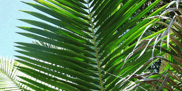 PRESTOEA MONTANA AKA PRESTOEA ACUMINATA VAR. MONTANA