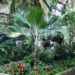 PRITCHARDIA HILLEBRANDII A HAWAIIAN LOULU FAN PALM