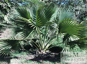 SABAL BLACKBURNIANA LARGE AND TALL FAN PALM