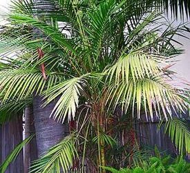 LACCOSPADIX AUSTRALASICA SINGLE TRUNK MOUNTAIN FORM