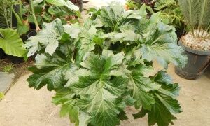 ACANTHUS MOLLIS BEAR’S BREECHES PLANT