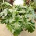 ACANTHUS MOLLIS BEAR’S BREECHES PLANT