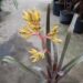AECHMEA SPECIES BRANCHING YELLOW BLOSSOM
