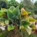 ALOCASIA SUMO HYBRID ALOCASIA – EXOTIC WITH SOME COLD HARDINESS