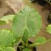 ALOCASIA CAL-ODORA