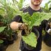 ALOCASIA LOW RIDER TRUE DWARF GREEN HYBRID