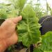 ALOCASIA LOW RIDER TRUE DWARF GREEN HYBRID
