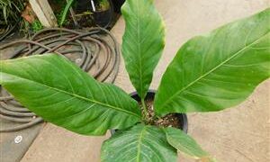 BIRDS NEST ANTHURIUM ANTHURIUM HOOKERI