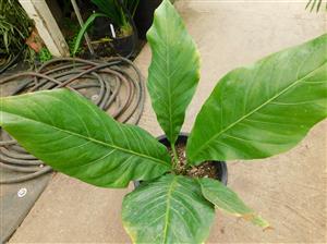 BIRDS NEST ANTHURIUM ANTHURIUM HOOKERI