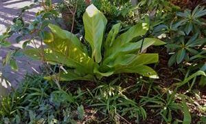 BIRDS NEST ANTHURIUM ANTHURIUM HOOKERI