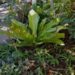 BIRDS NEST ANTHURIUM ANTHURIUM HOOKERI