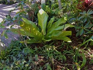 BIRDS NEST ANTHURIUM ANTHURIUM HOOKERI