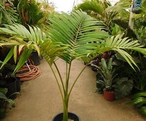 ARCHONTOPHOENIX BEATRICAE RARE VARIETY OF KING PALM