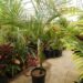 KING PALM ARCHONTOPHOENIX CUNNINGHAMIANA
