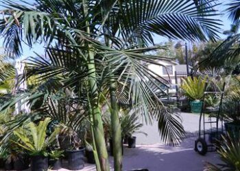 KING PALM ARCHONTOPHOENIX CUNNINGHAMIANA