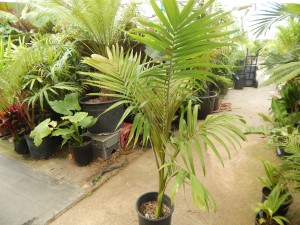 ARCHONTOPHOENIX MAXIMA LARGEST OF THE KING PALMS