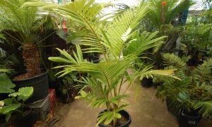 ARCHONTOPHOENIX PURPUREA THE PURPLE CROWN SHAFT KING PALM