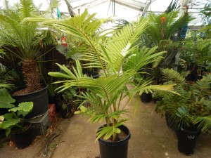 ARCHONTOPHOENIX PURPUREA THE PURPLE CROWN SHAFT KING PALM