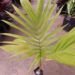 ARCHONTOPHOENIX “TERACARPA” THE BEST KING PALM EVER!