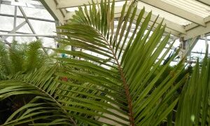 ARENGA MICRANTHA LARGE SUCKERING PINNATE PALM FROM INDIA THAT TOLERATES SIGNIFICANT COLD
