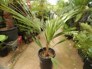BECCARIOPHOENIX ALFREDII THE MADAGASCAR PLATEAU COCONUT PALM