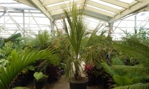BECCARIOPHOENIX ALFREDII THE MADAGASCAR PLATEAU COCONUT PALM