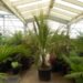 BECCARIOPHOENIX ALFREDII THE MADAGASCAR PLATEAU COCONUT PALM